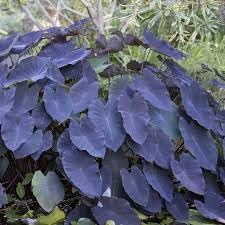 Green Giant Taro Seeds for Planting-Heirloom & Non-GMO Seeds for planting